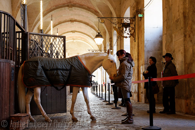 LES COULISSES DE L’ACADÉMIE ÉQUESTRE DE VERSAILLES